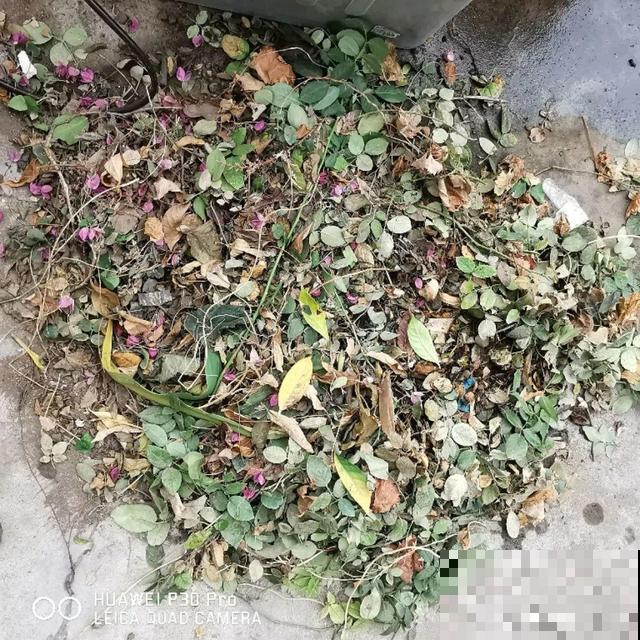 月季别剪了，剪完一杆全黑，今年都白养！