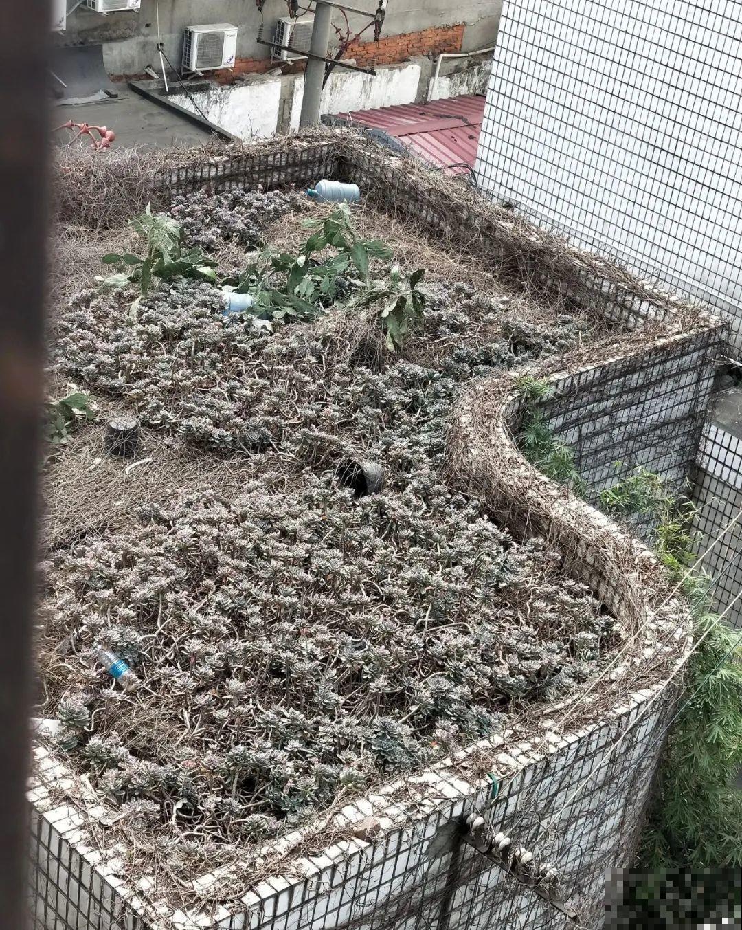 不死鸟太震撼了，长满整个屋顶，感觉都要压塌了