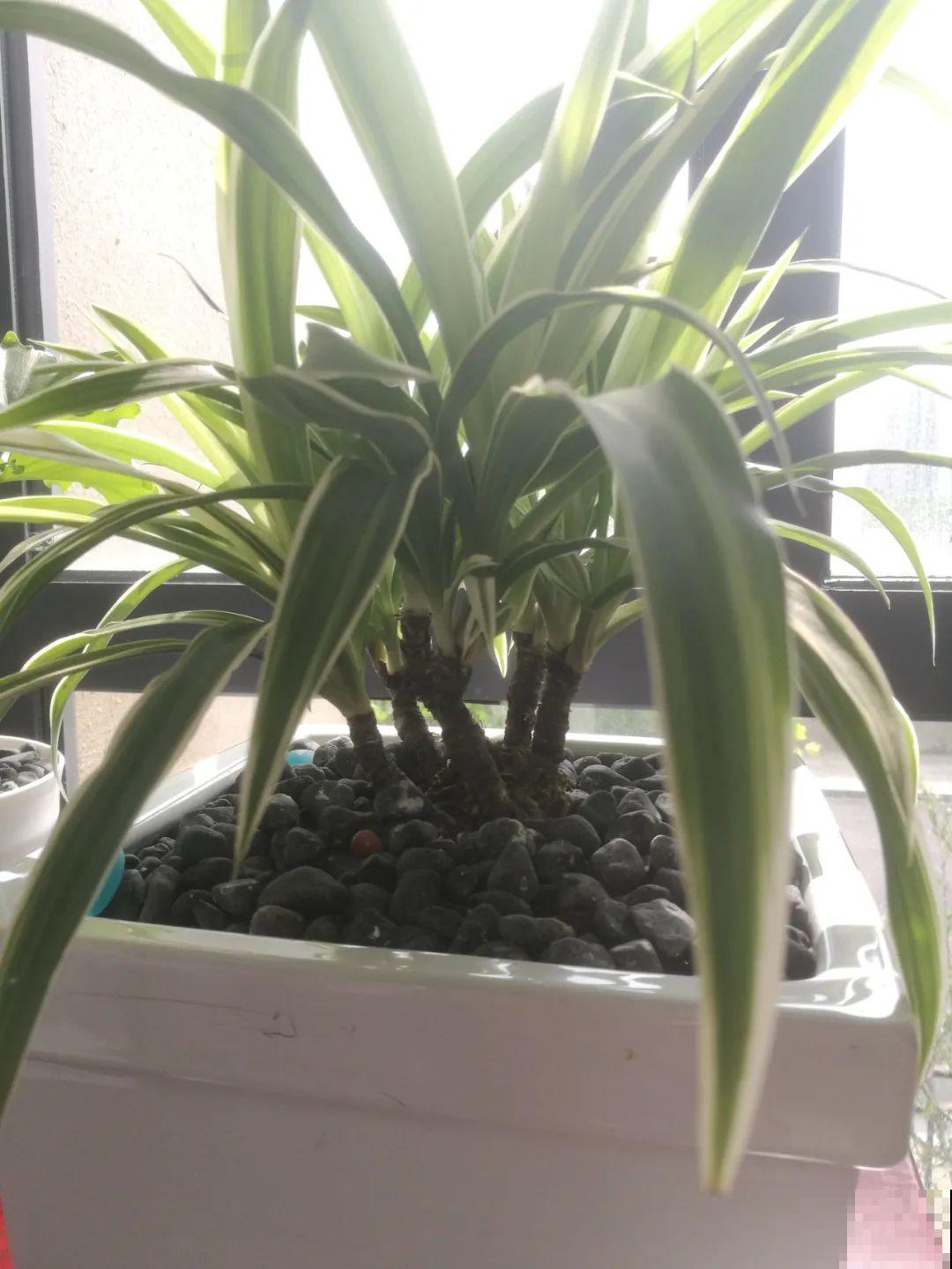 这种花就欠“拽”，没事拽拽根，变成老桩美到爆！