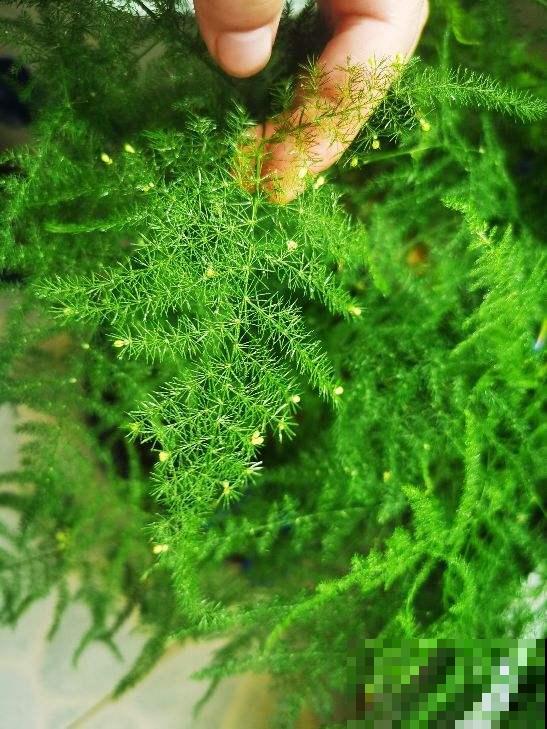 暖气一来，3种花要是再不喷水，就要干成枯草了