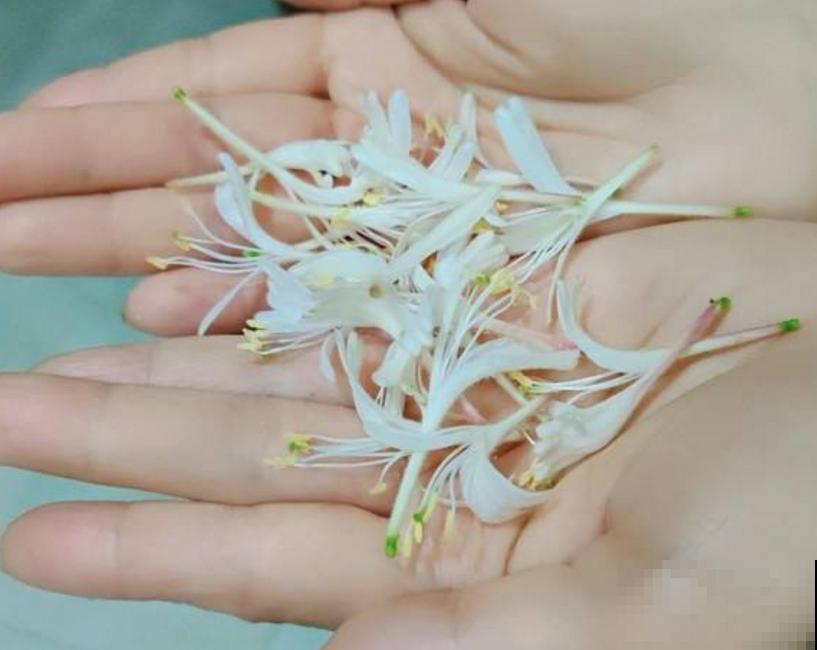 花茶不要乱配，不分清种类，一不小心就中毒啦！