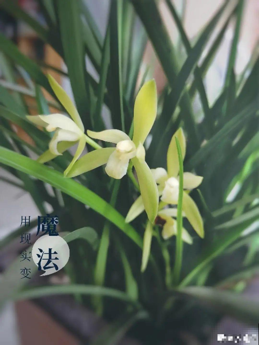 南方花友请注意，这几种花先别买，买回家就挂！