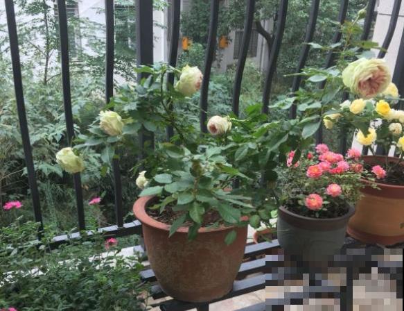 月季招红蜘蛛别怕，这样防治，很快就恢复