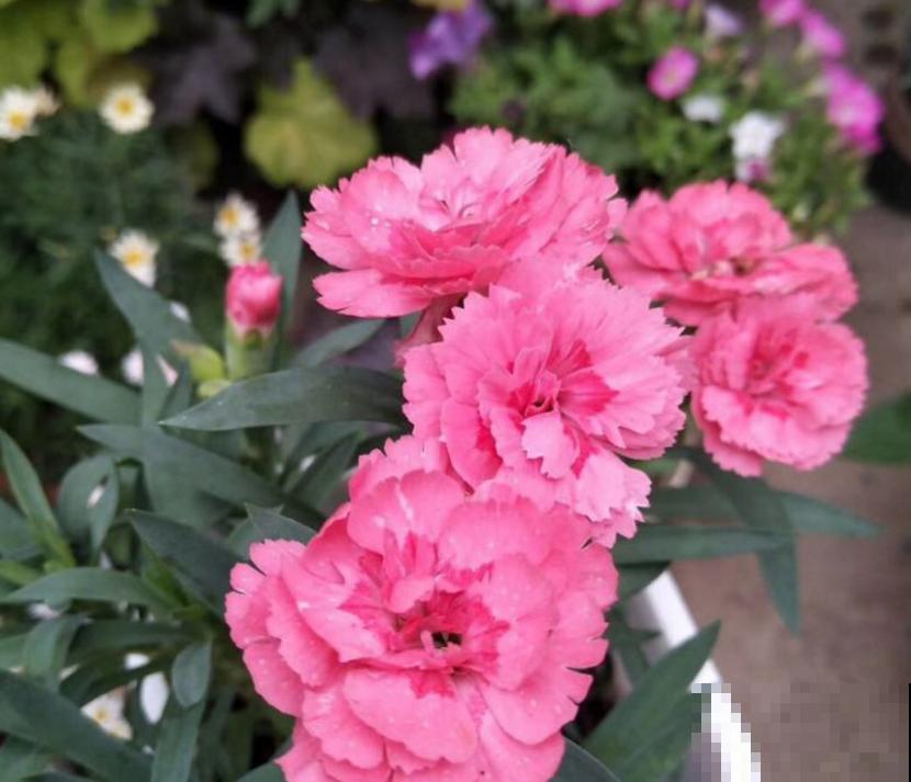 养康乃馨很省心,施点肥料蹭蹭长,坐等开花! 养康乃馨很省心,施点肥料蹭蹭长,坐等开花!