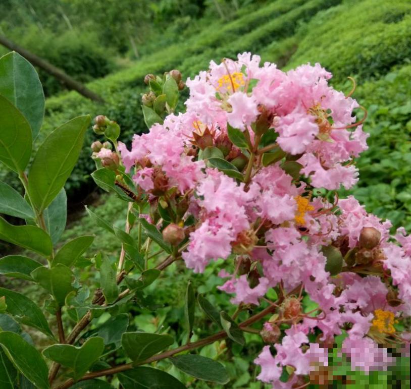 紫薇花开得小,别急,原因很多,进来查一查! 紫薇花开得小,别急,原因很多,进来查一查!
