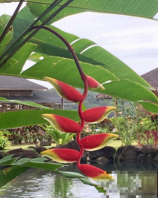 阳台种盆蝎尾蕉，一年四季开花，大气又漂亮！