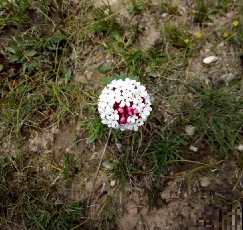 令人闻风丧胆的狼毒花，一身毒性，常用来做杀虫剂！