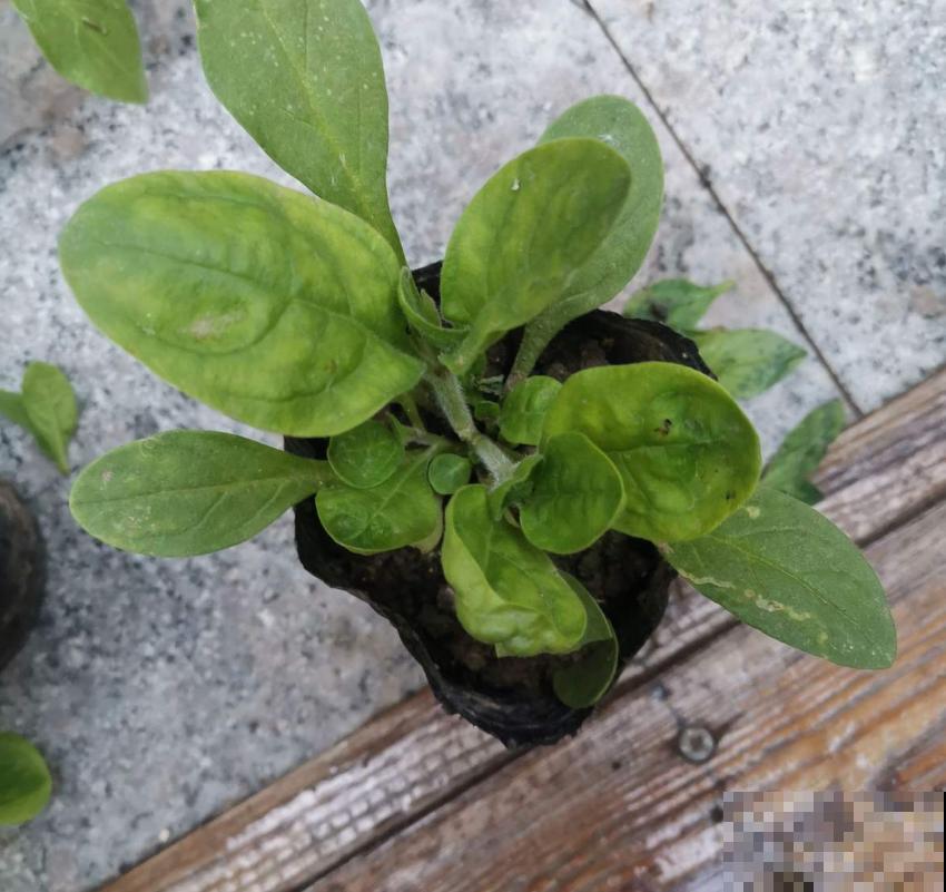 秋冬阳台种菠菜,抗寒又好养,改善伙食种一波儿! 秋冬阳台种菠菜,抗寒又好养,改善伙食种一波儿!