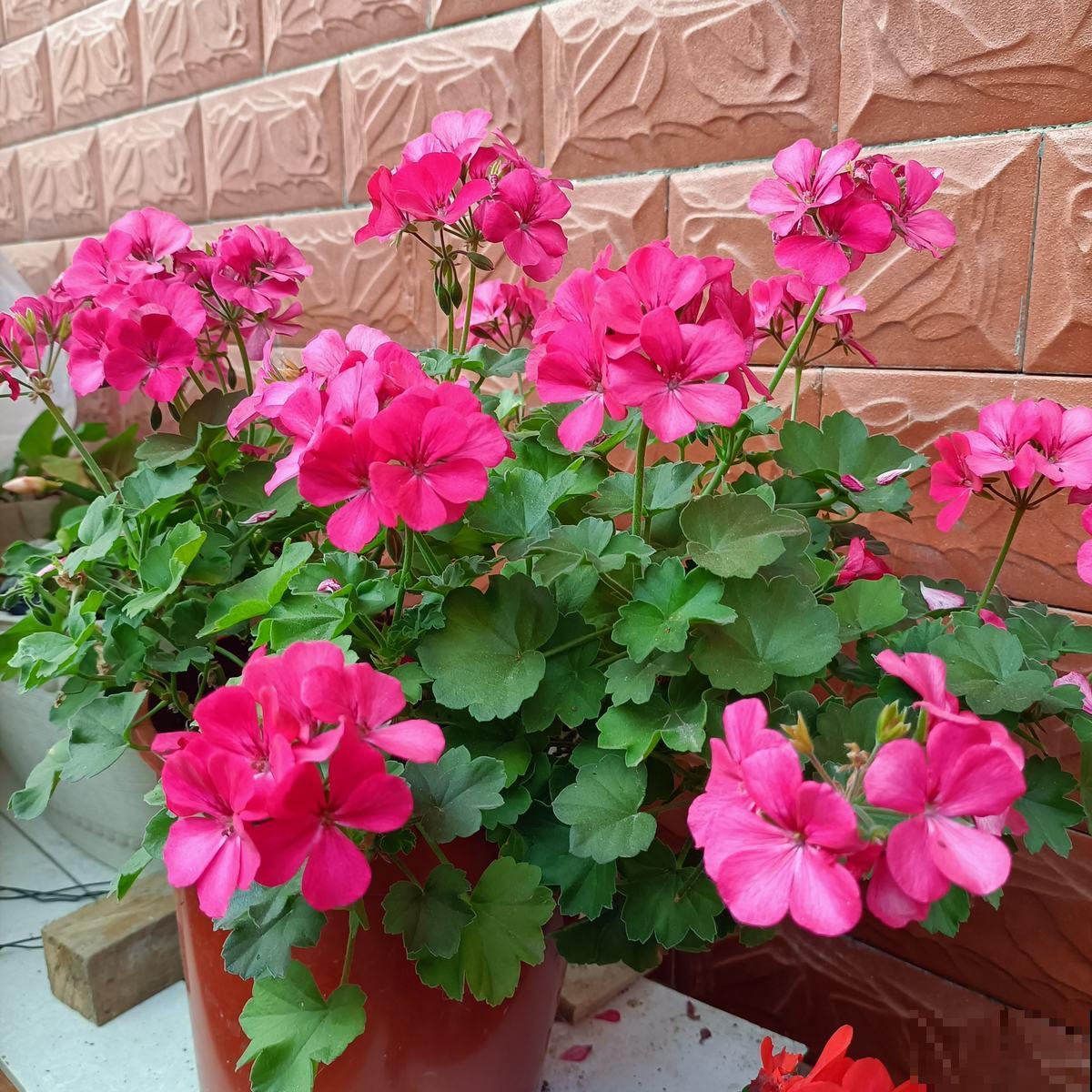 红红火火的“过冬花”，开花超热闹，适合冬天养