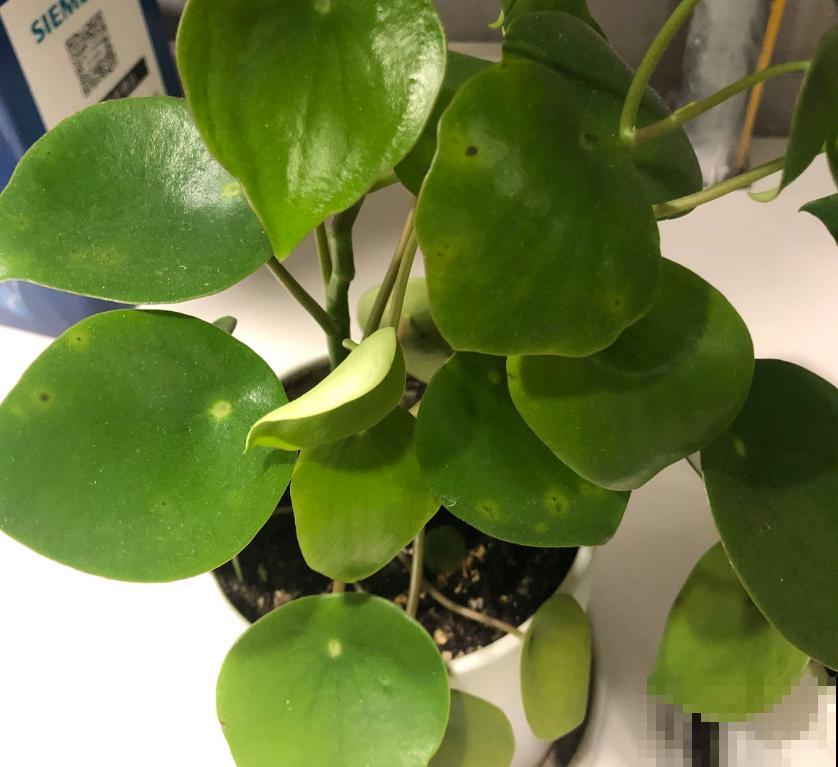 镜面草适合在家养，简单好打理，满盆都是“小绿伞”！