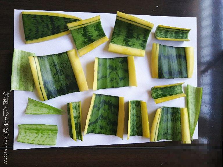 冬天扦插，只用一张塑料薄膜，就能长出小嫩芽