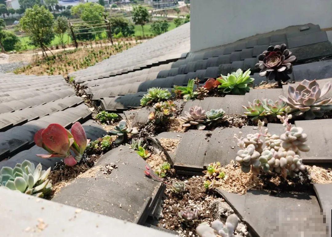 不死鸟太震撼了，长满整个屋顶，感觉都要压塌了