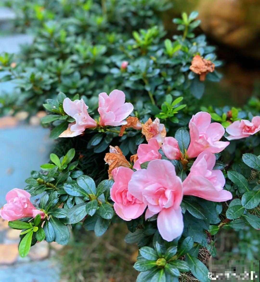 不同花卉耐寒程度不同,要根据品种来养护 不同花卉耐寒程度不同,要根据品种来养护