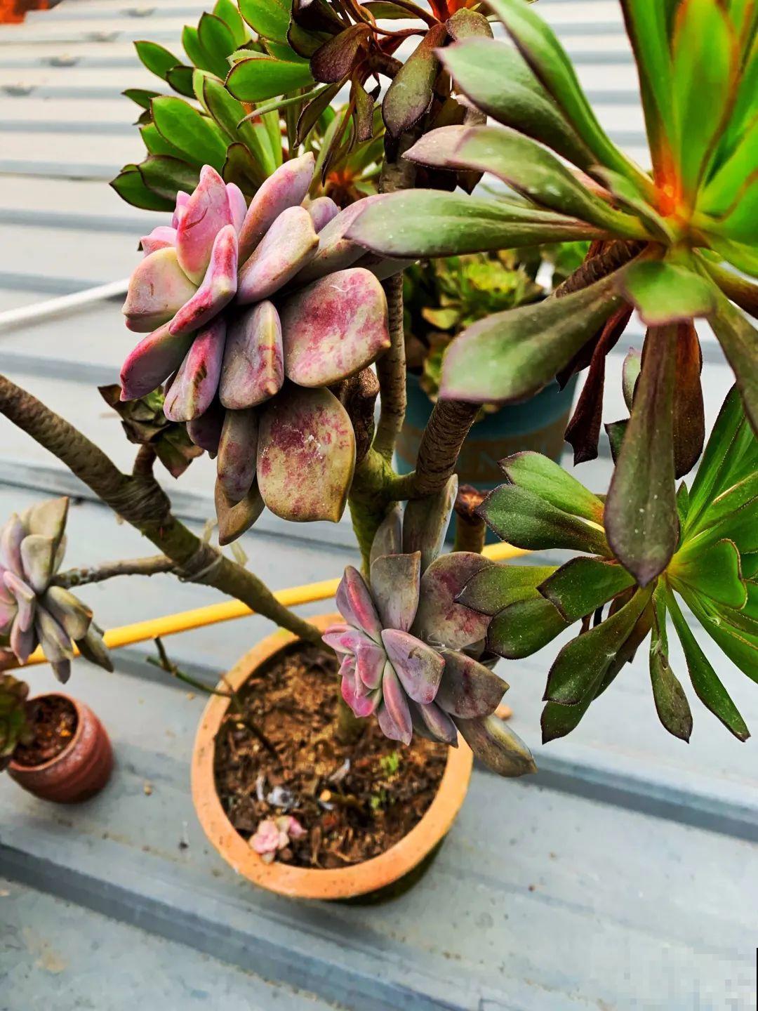 2种花组合起来养护，开花更多，满盆都是花