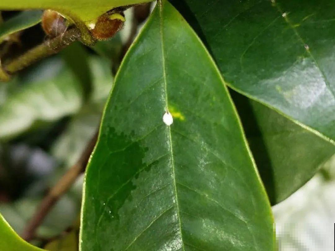 虫子再不杀，花都要死了，活不过今年！