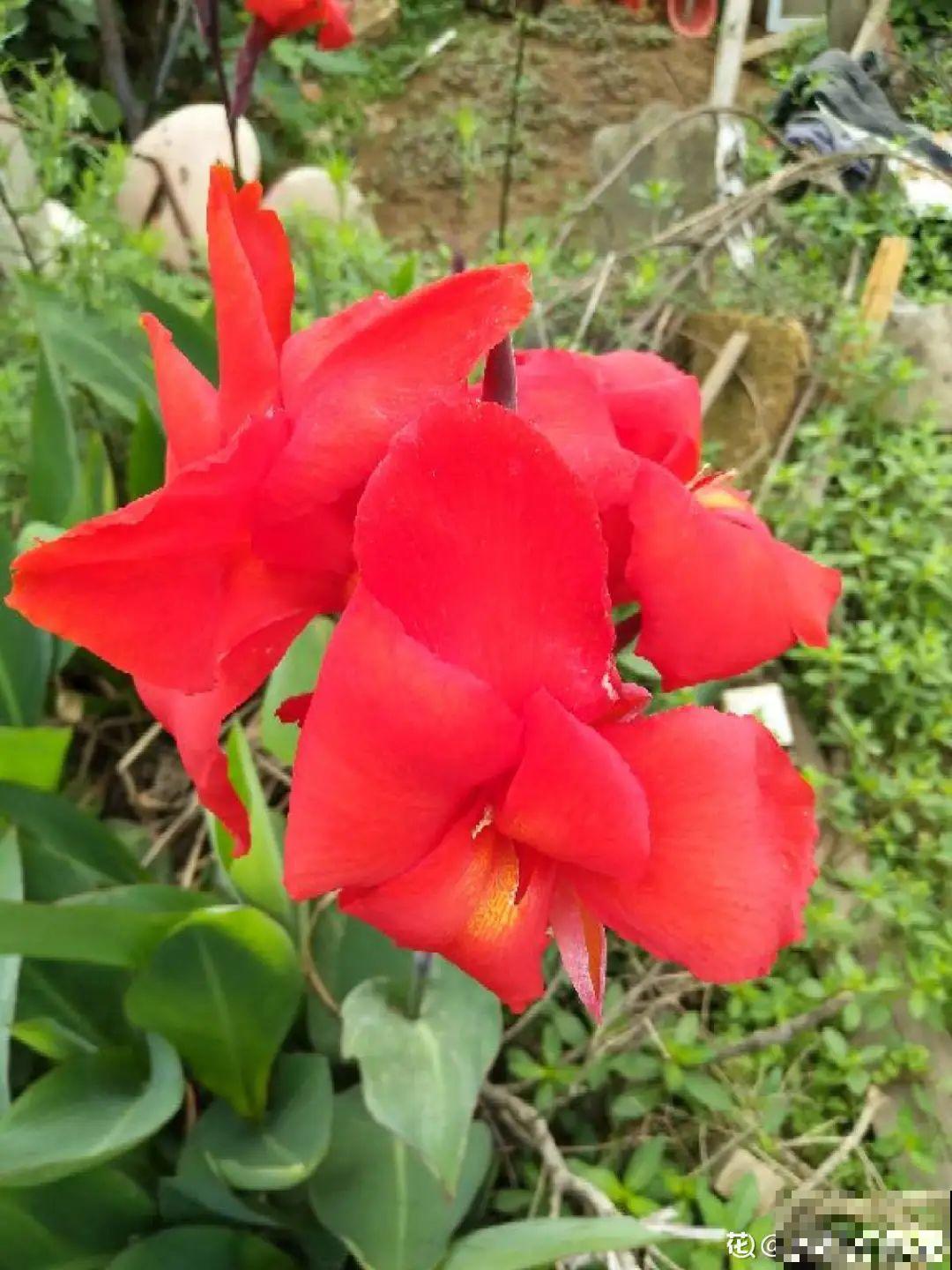 50种小时候常见的野草，现在几乎见不到了