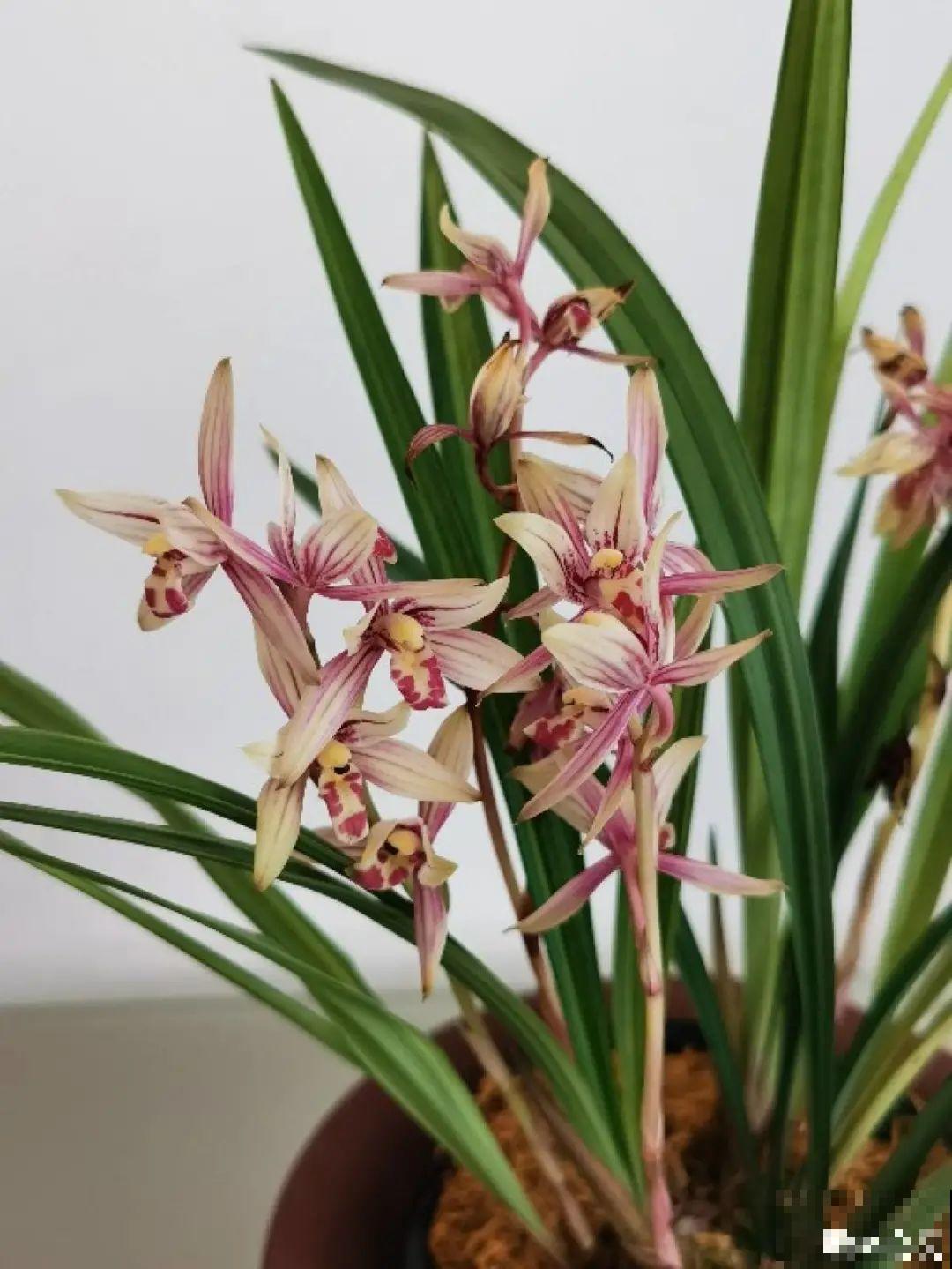 十一赏花图谱，看了啥花都认识，不用问别人！