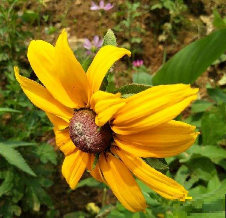 黑心菊特漂亮，院子里种一片黑心菊，太壮观！