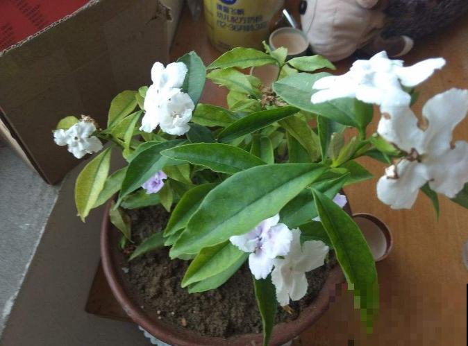 鸳鸯茉莉不敢随便养，带有毒性，小孩要小心！