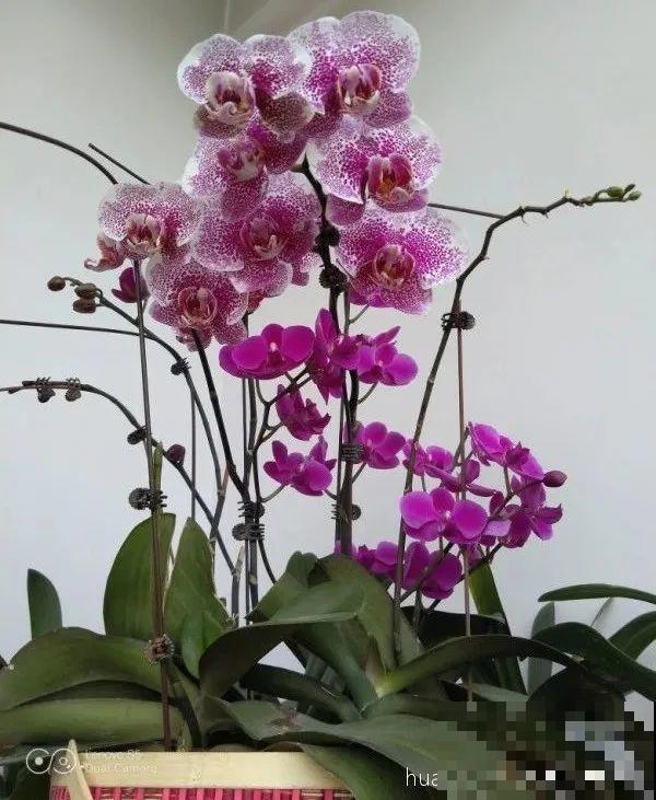 这些花快搬进室内，再不搬就晚啦！死翘翘！