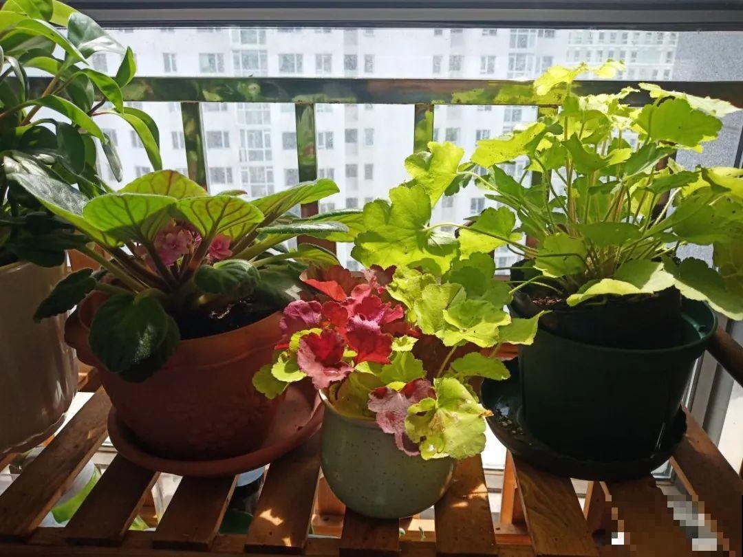 20种花特耐寒，放外面冻一冻，开花更多