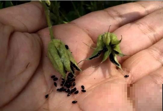 20种花特耐寒，放外面冻一冻，开花更多