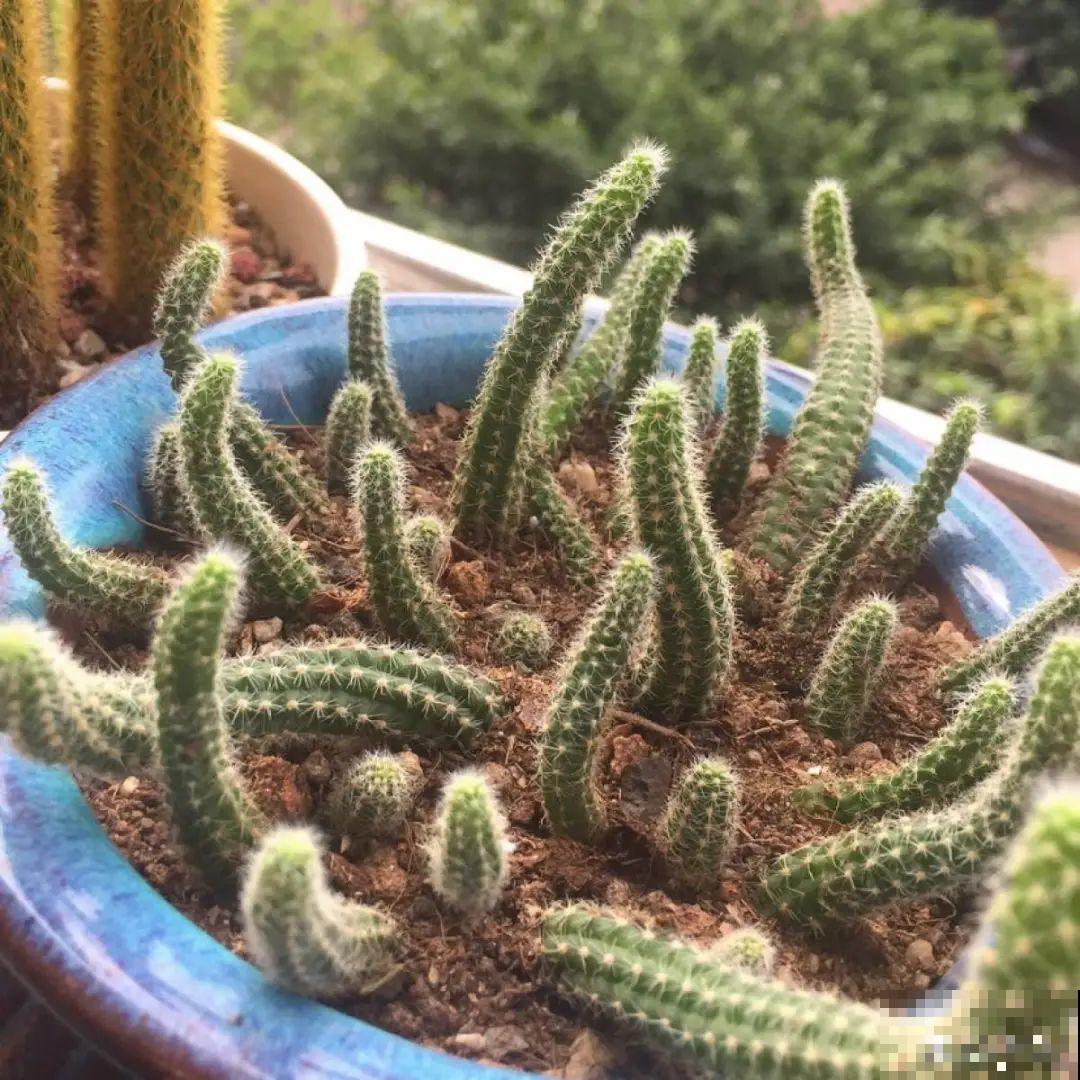 花盆里挖出一堆“蚕”，原来还能吃，味道清脆爽口