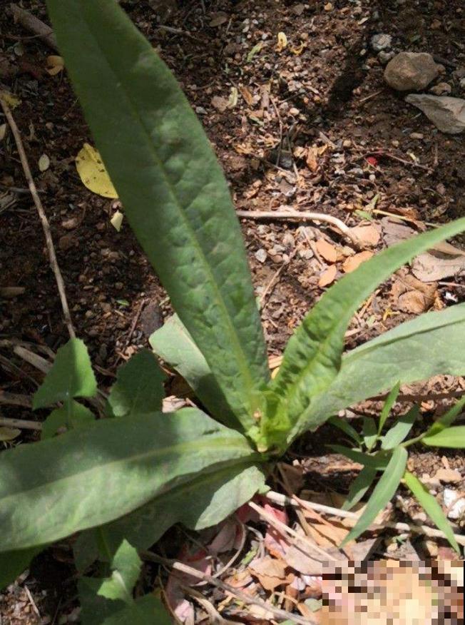秋冬阳台种莴苣,覆层保鲜膜,再冷也不怕! 秋冬阳台种莴苣,覆层保鲜膜,再冷也不怕!
