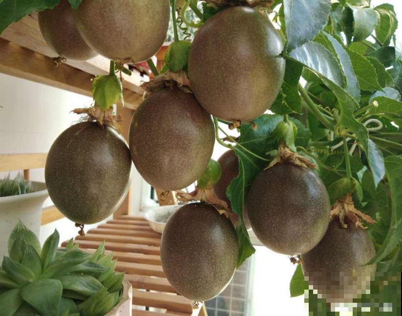 植物命名的5种方式,新奇有趣! 植物命名的5种方式,新奇有趣!