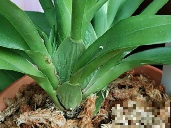 养花不能随意,一不小心就死翘翘,心太累! 养花不能随意,一不小心就死翘翘,心太累!