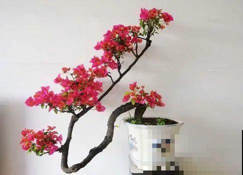 4种花养成老桩，价格能翻好几倍，开花也更多