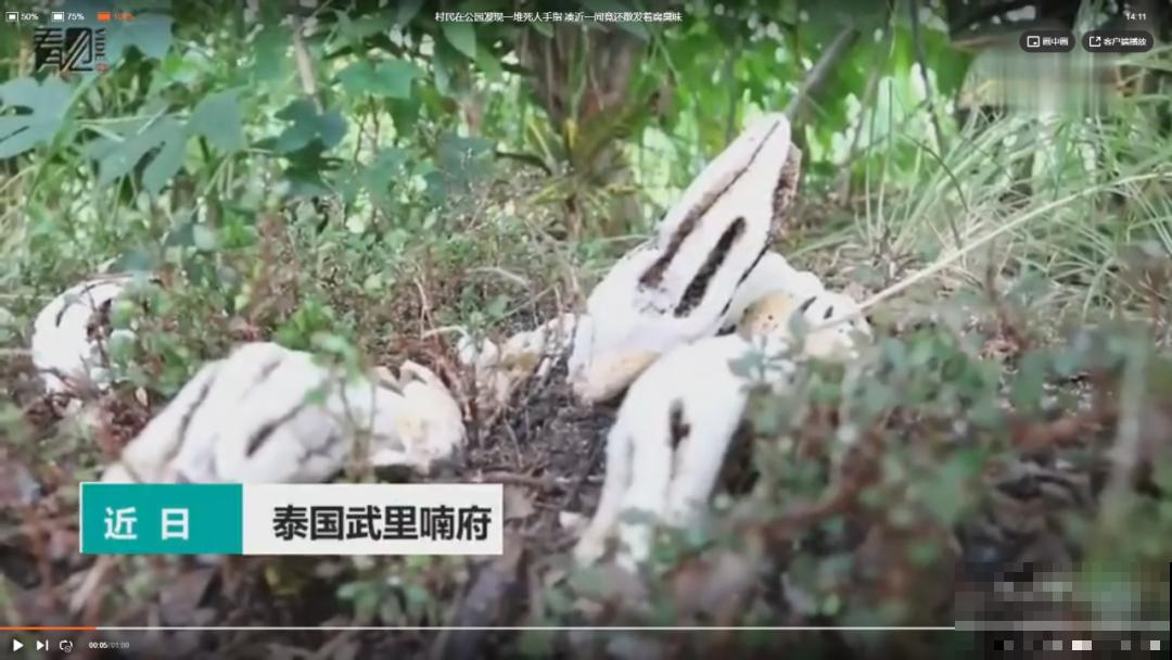 路边看到这种花，赶紧跑，离得越远越好！