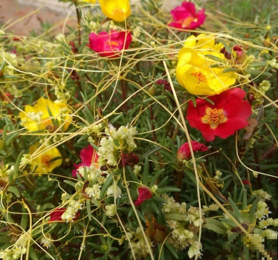 救命！入侵植物爬进院子，三年都杀不完！
