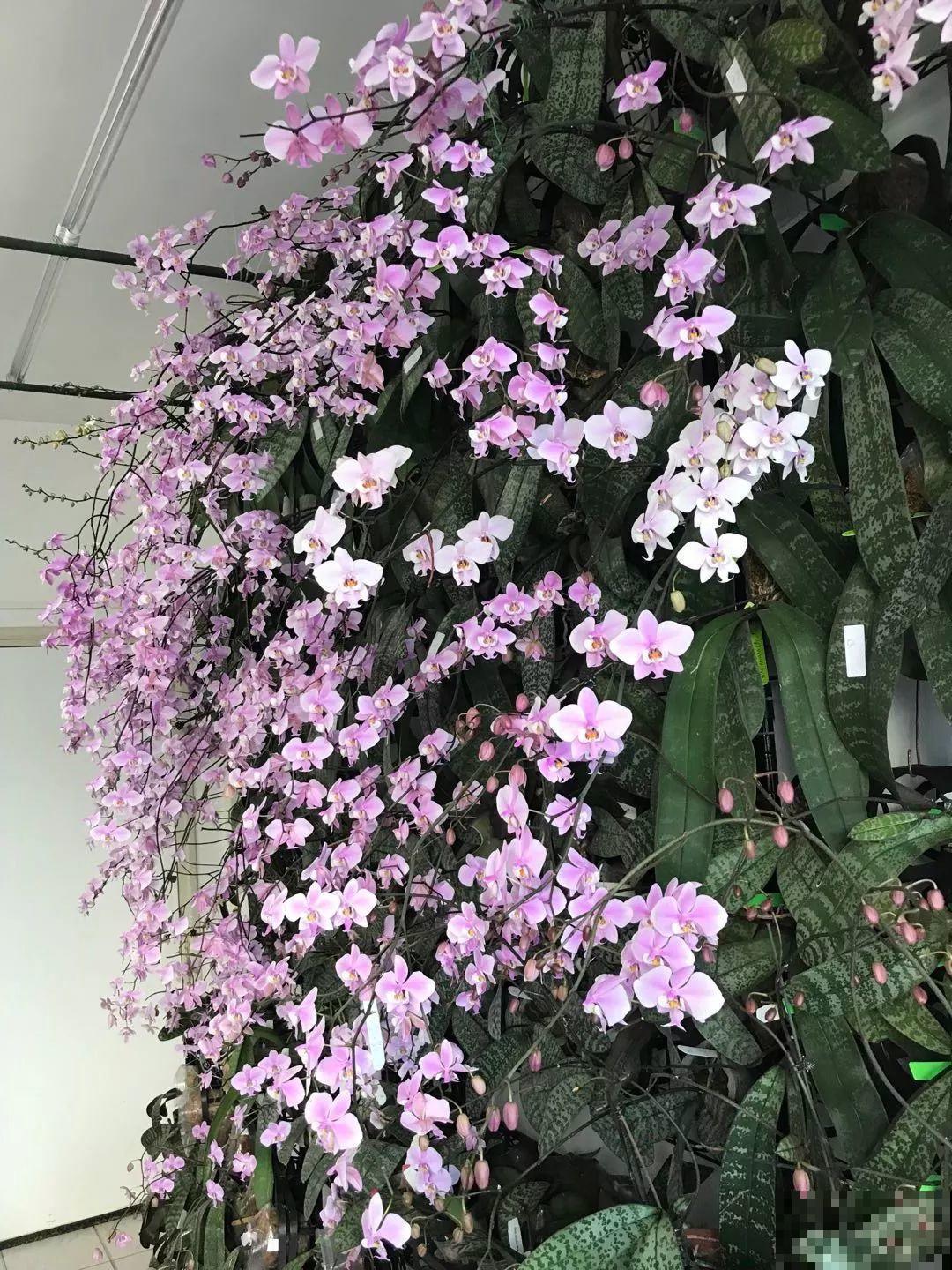 家里养棵球兰，开花漂亮，香味浓郁