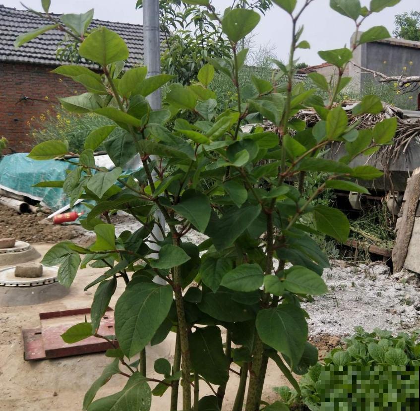 论能吃、会吃的好处，吃没了生物入侵，这操作太牛！