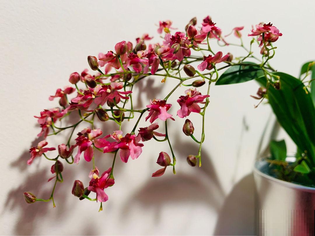 开花超好看的文心兰,超适合秋冬养,味道比香水还好闻 开花超好看的文心兰,超适合秋冬养,味道比香水还好闻