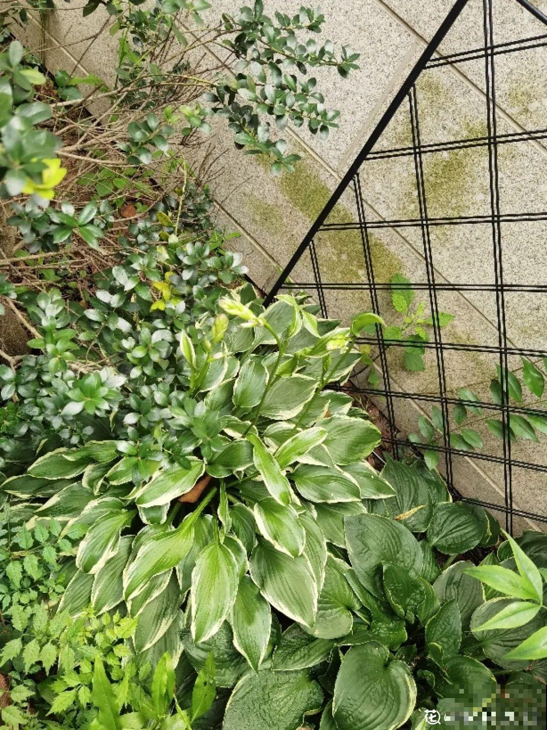 老祖宗留下来的养花谚语,真准! 老祖宗留下来的养花谚语,真准!