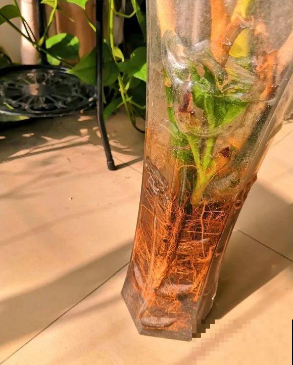 朋友送的富贵竹，长了快3米高，家里快放不下了