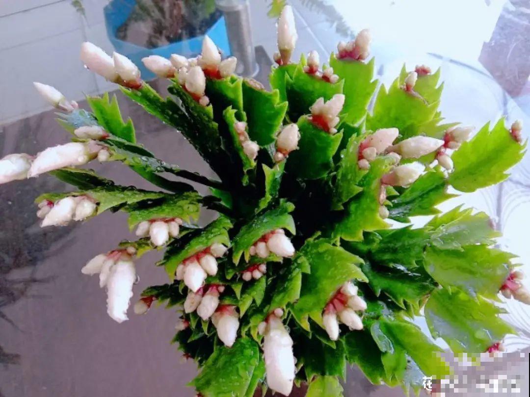 蟹爪兰冒了100个花苞，被她剪了70个，心疼！