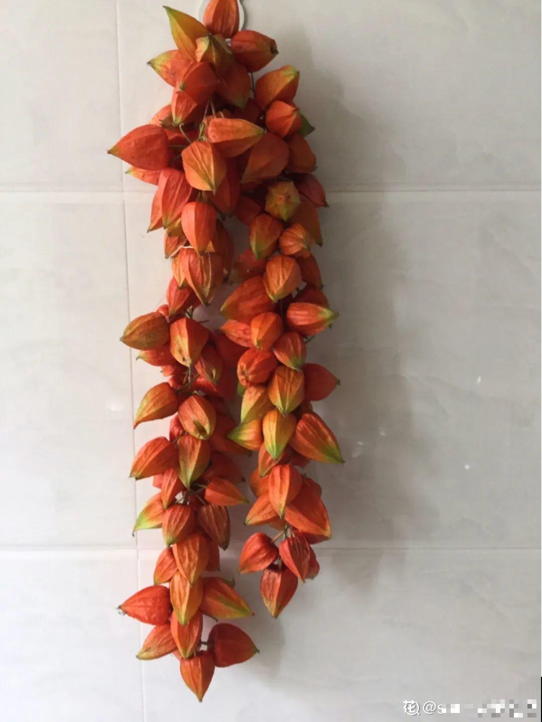 白菜在家养了8年,养成了老桩,长得可旺盛! 白菜在家养了8年,养成了老桩,长得可旺盛!