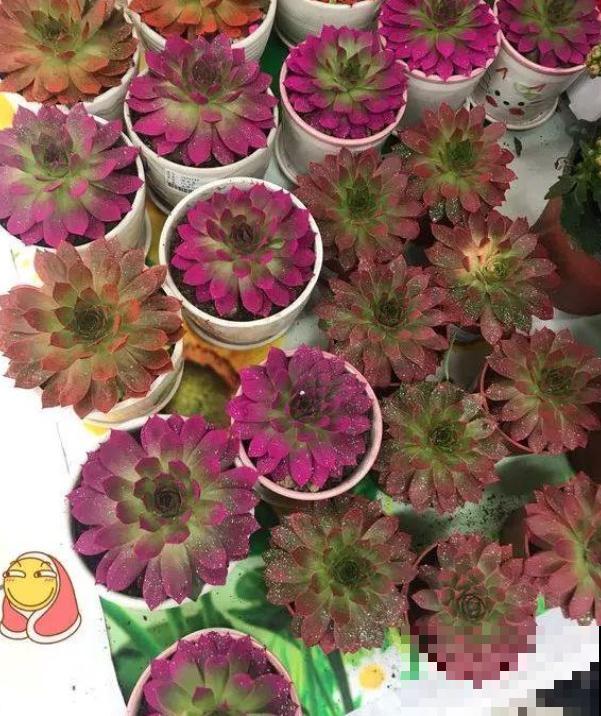 天然的玉露特美，叶子通透似玉，甩抹药的十条街！