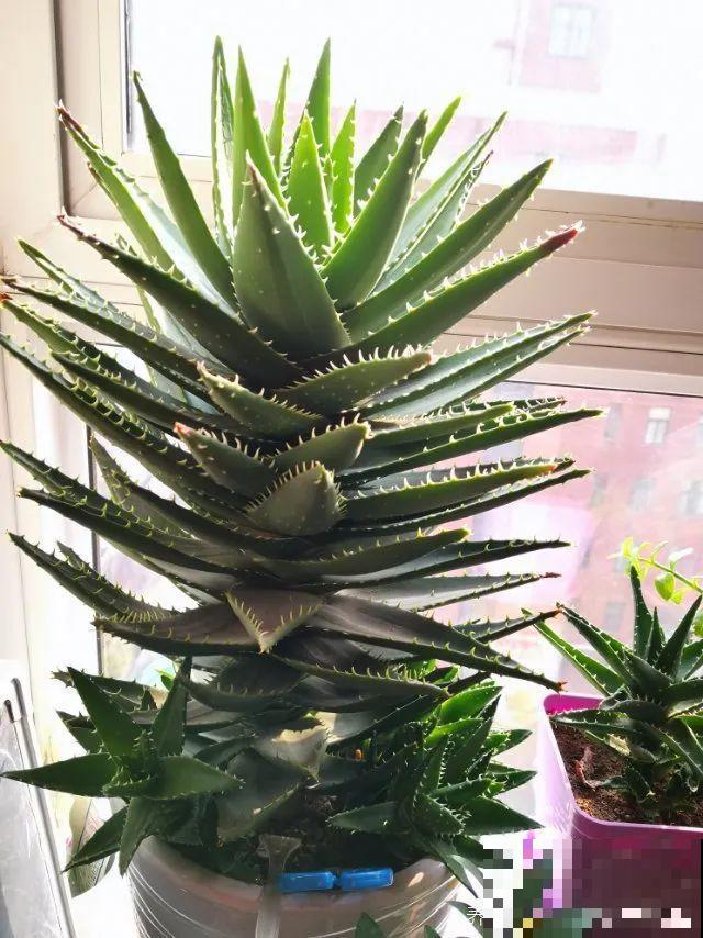 想省心就养这些花,没有病虫害,就爱开花! 想省心就养这些花,没有病虫害,就爱开花!