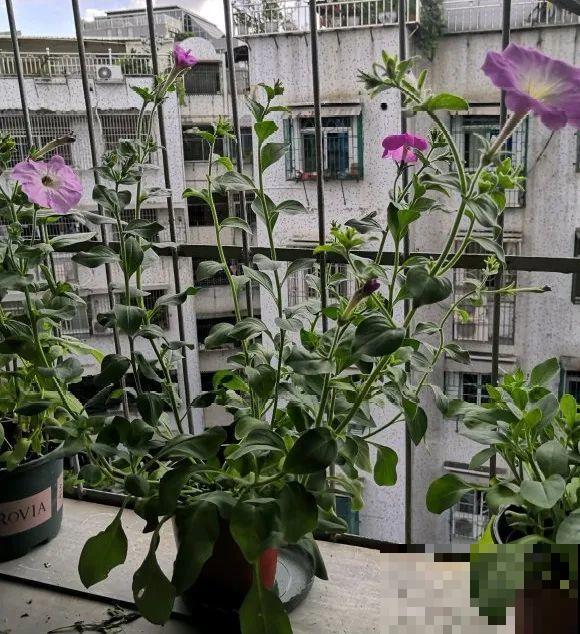 特欠剪的花,越剪越好看,花开不断! 特欠剪的花,越剪越好看,花开不断!