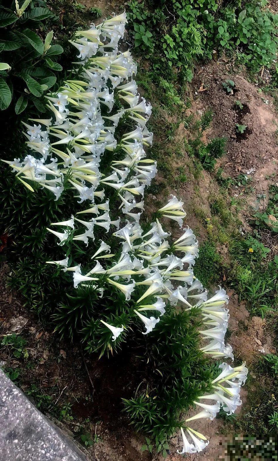 家养的花，开败之后还能炖，一点也不亏