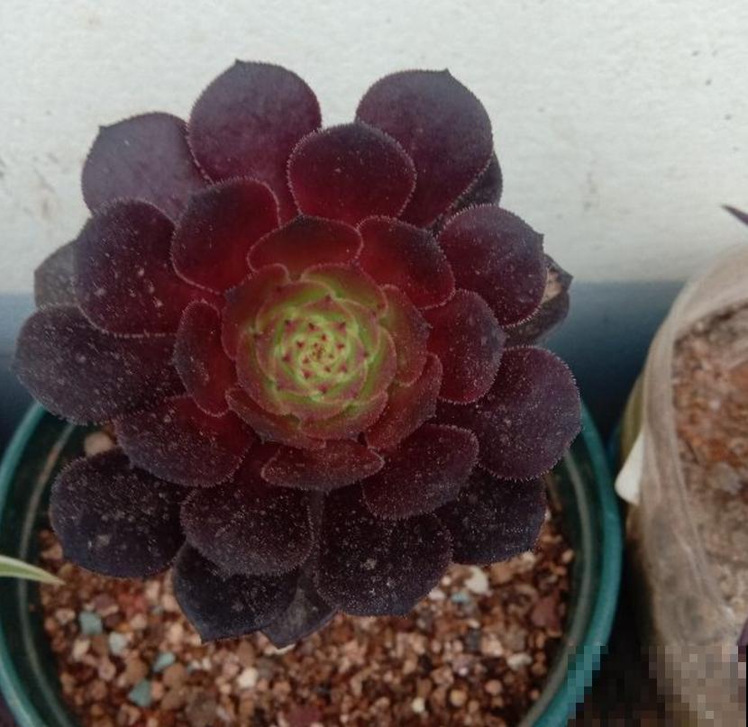 缓释肥要这么用,注意这3点,蹭蹭爆盆! 缓释肥要这么用,注意这3点,蹭蹭爆盆!