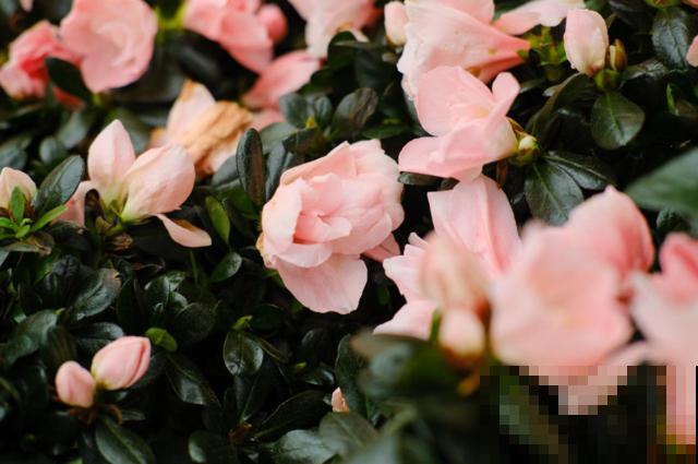 调味品也能养花，用水兑一兑、喷一喷，花朵长疯了！