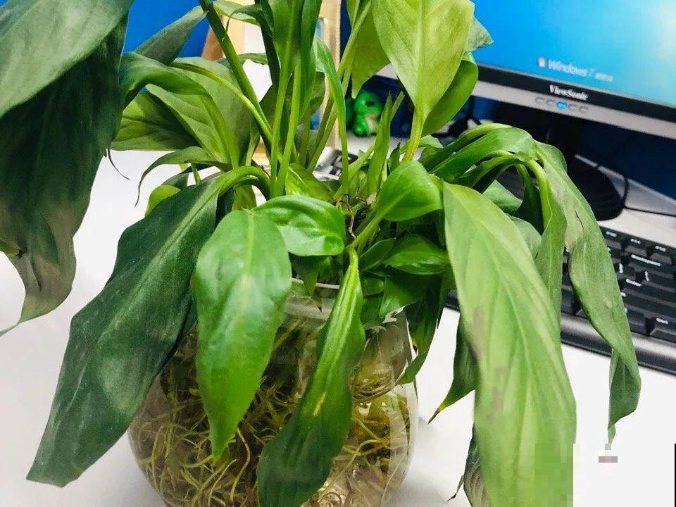 秋天降温快，家里养这9种花，要赶紧搬进屋了