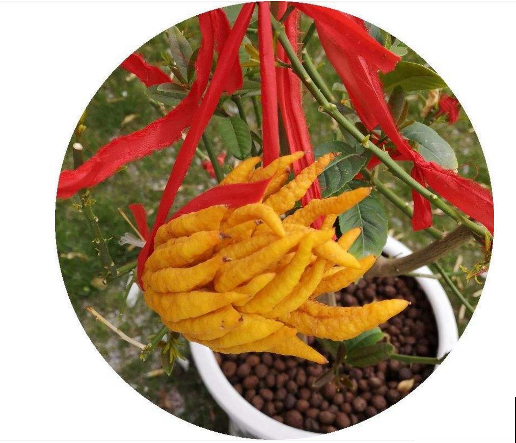 全能的佛手，一瓜多吃，观赏食用两不误！