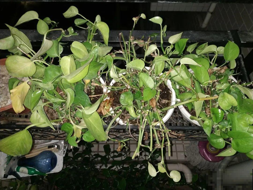 这些花快搬进室内，再不搬就晚啦！死翘翘！