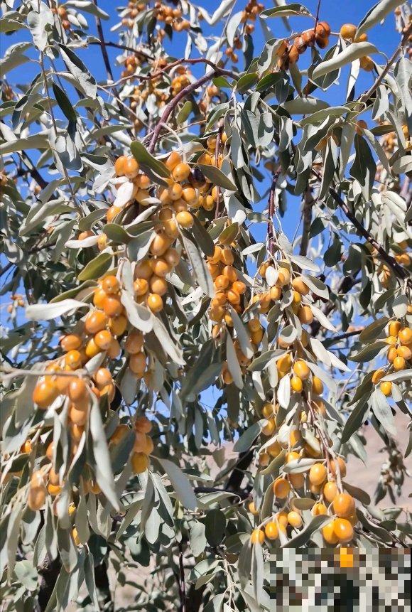 秋日开花多，美景拍下来，留住最美一刻